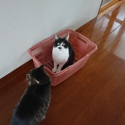 猫の鼻息を吸う者です。好きな映画はスティル・クレイジー。堀込泰行の良さ。