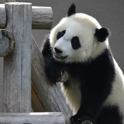 関東圏に在住しているパンダ好きの社会人🐼/推しパン→楓浜🍁&良浜🍯&桃浜🍑/パンダ専用アカウント/Instagramとは別の写真を掲載するよう心がけてます※画像&動画の無断転載お断り