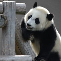 Pandaism (@pandaism0103) 's Twitter Profile