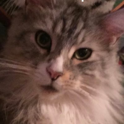 🏴cat slave who yearns for independence from the corrupt Westminster government. One tit wonder. Loves the SCOTTISH NHS. 🏴 🇨🇭 ADHD.