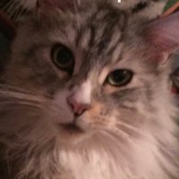 The1&only🏴🇮🇪🏴 (@gallusbesum) 's Twitter Profile Photo The1&only🏴🇮🇪🏴 (@gallusbesum) 's Twitter Profile Photo