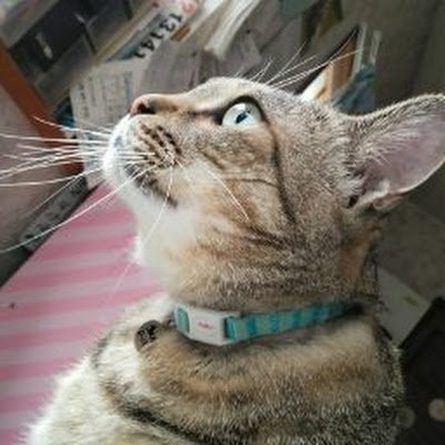 oC7GNUS7MS06ggt's profile picture. みっき〜くん大好き🥰
ガチ勢さん達のTweet聞けて毎日幸せ💞みっき〜くんのからのいいね♥は
生きる活力🔥👊🔥
よろしくお願いします👍
ヒカルくんを日本一に❗❗それを支えるメンバーたちを、私は推し活し押し上げていきます🫡
　　　(´∀｀∩)↑age↑(´∀｀∩)↑age↑