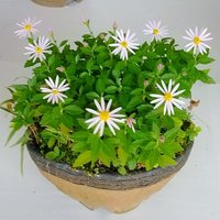 このはな🌱🌸 (@konohanaspring) 's Twitter Profile Photo