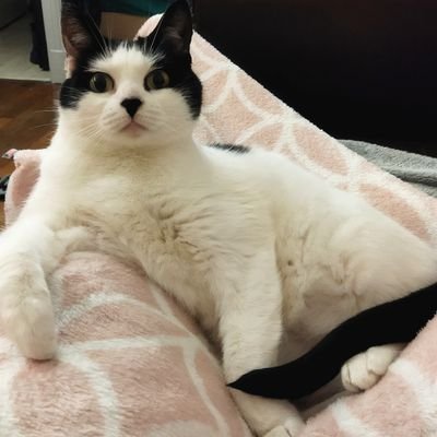 Elle/She - dépressive entourée d'amour - twitter ressemble à mon journal des pensées 🌸