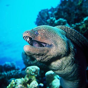 Visit Moray Eel Profile