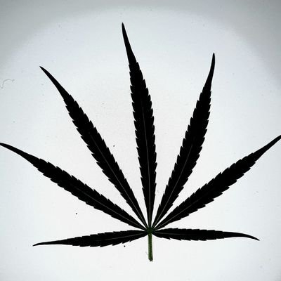 Kentorganics1's profile picture. UK Outdoor Organic Cannabis Grower 
 Hash Maker