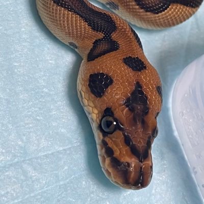 llc1jcL1zGkiCAF's profile picture. レオパ、サルバ、バナスパx2、アオジタ、ボールパイソンx7セントラルパイソン飼育しています 爬虫類好きな方よろしくお願いします