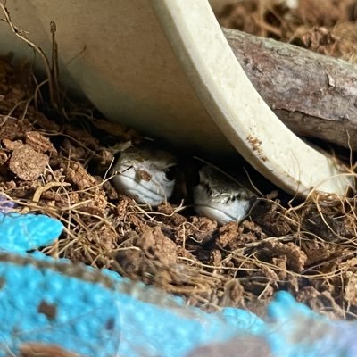 元生物部所属のA県に住む学生です。 🌵🌵が育成から1年経過してることに驚き。最近DMで変な輩に絡まれて困惑してる、、、