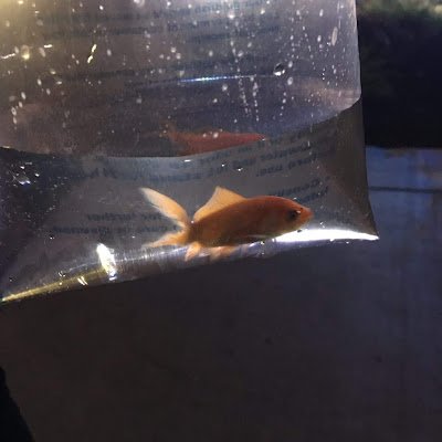 migiisepic's profile picture. 