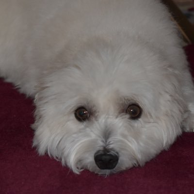 sivarajtham1's profile picture. I wish for a