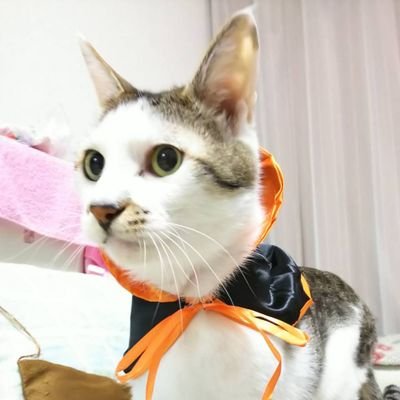 友達なし恋人なし万年ぼっちのぼちこです😗
愛する猫とゲームを中心につぶやき💖🐈🎮💖(愛猫たけし😺R6.12月永眠17歳)
脳出血で左半身麻痺とてんかん持ちになった叔父を母と2人で在宅介護しているため、慌ただしくなるときがあります💦