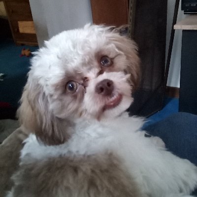 SmithAndPooh's profile picture. Puppers name is Pooh Bear, not to be confused with that silly bear! 🌈 Heidi September 23, 2021, Mia August 27, 2023🌈