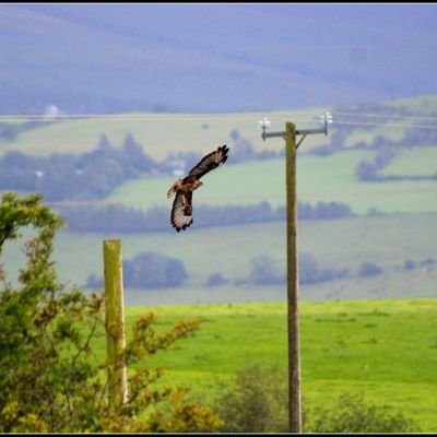 JTG333's profile picture. Irish