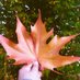 صالحہ (@saliahq21) Twitter profile photo صالحہ (@saliahq21) Twitter profile photo