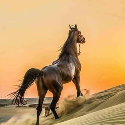 alrhal77474170's profile picture. الرحال