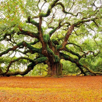 kanala_k's profile picture. 