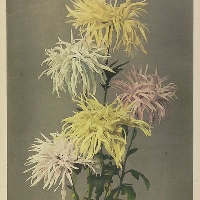 magaliharre's profile picture. 