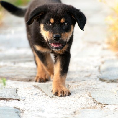 adiestramiento del perro, etología canina, deporte con perros, veterinaria. Los perros, su mundo, y todo lo que les rodea.