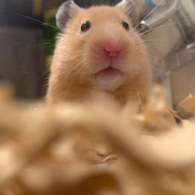 CBQEWc3XWcS8uMu's profile picture. キンクマハムスターの女の子♀♡名前は誉(ほまれ)🐹2018年5月25日生まれ2018年7月10日お迎え〜2020年1月1日死去🌈🐹 無断転載禁止⛔ ❌です( ｰ̀֊ｰ́ )੭消えてしまって悲しくなる(٭°̧̧̧꒳°̧̧̧٭)