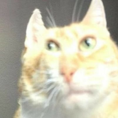 Thats_kinda_rip's profile picture. Tony Tony Chopper's No.1 fan.