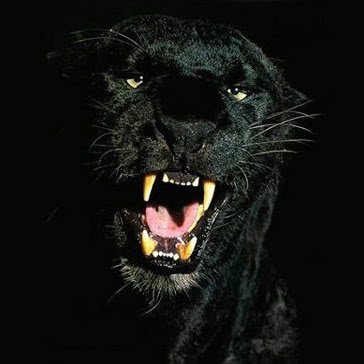 BlackPanther_VR's profile picture. ⛵️eSailor @VirtualRegatta #VRO 🌊@TheOceanRace E-Sport 2023 with @11thHourTeam @11thHourRacing