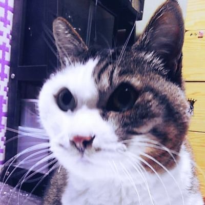 しゃー