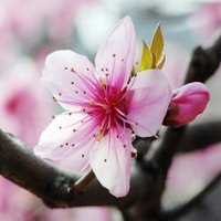 🌸🇹🇷🌸Sakura🌸🇹🇷🌸 (@_kiraz_cicegi_) 's Twitter Profile