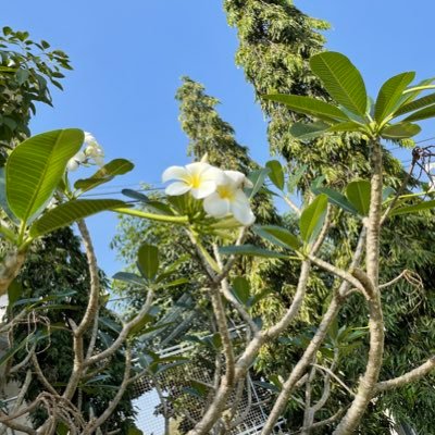 jqIp6u5JOQk2kK's profile picture. 学校図書館や本について情報を集めております。