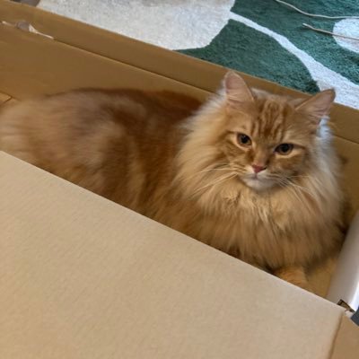 umebo_tom's profile picture. ゲーム大好き。猫とまったり生活してます。