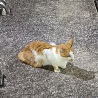 TOMO。 (@tomossan9) 's Twitter Profile