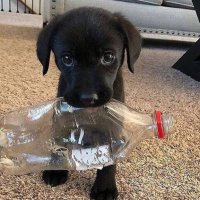animais com frases aleatorias (@animaisfrases_) 's Twitter Profile