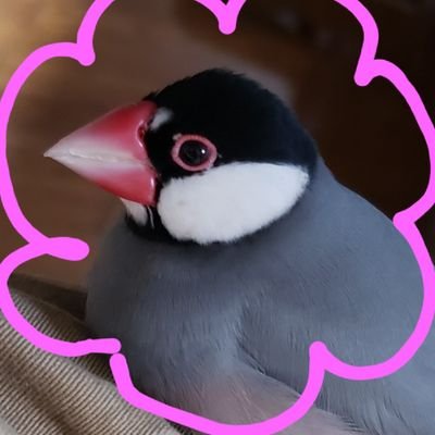 生き物が大好きで、桜文鳥と暮らしています。可愛がっていますが、よくかじられます。スプラトゥーン2、3ファン。