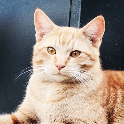 derpydog788's profile picture. Dee