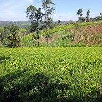 a'too (@atookip90) 's Twitter Profile