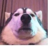 BigBob (@bigpoppabob1) 's Twitter Profile