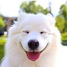 samoyed_3133's profile picture. посмотри на свою подругу, она жёсткая шмара, но зато живая.