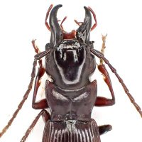 デカい！異様な大きさのパイザラゴミムシ デカい！異様な大きさのパイザラゴミムシ