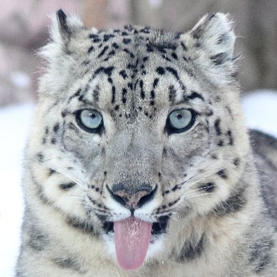 旭山動物園でモフモフなユキヒョウに一目惚れ💕ユキヒョウをメインに動物の写真やイラストをアップします✨/推しはシジム💕/素性は人見知りで人妻な酒呑み/⚠ツイ&画像転載は有料⚠/Don't repost images/モチモチ写真→@marimoLoveREP/その他関連アカウントはURL先のツイフィールを見てね！