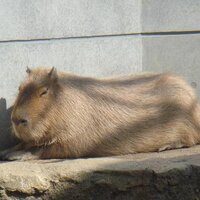 カピバラ水鉄砲｜おもちゃ・子供用・屋外・水遊び・プレス式