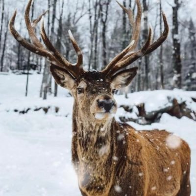 n_seralotti's profile picture. 