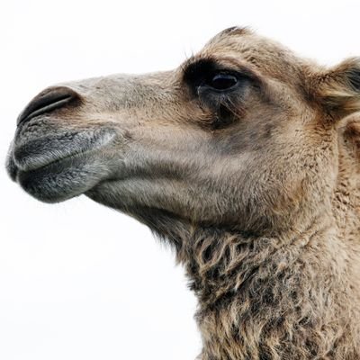 Rigs144's profile picture. Ein schäbiges Kamel trägt immer noch die Lasten vieler Esel.