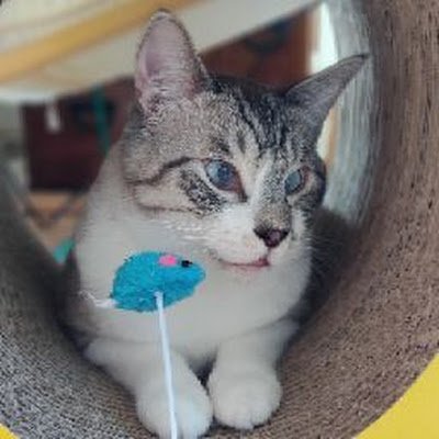 mikasuzhou's profile picture. 投資の勉強中です!
