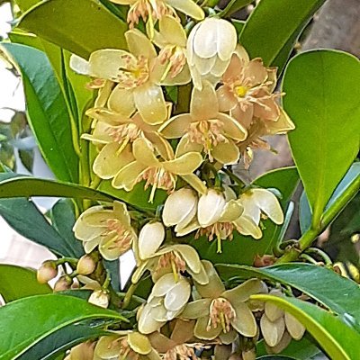 Jx4XicVKYkPZSZ1's profile picture. ロシアのタイガに住むアナスタシアの本とアミ小さな宇宙人を
みんなに読んでもらいたい。
目に見えない精神性や心こそがすべてだと確信できます。
誰もが心の安寧を自分で構築する事が出来ます様に
宇宙と地球の安寧と弥栄を祈ります。