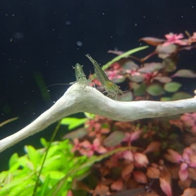 BetoCoates's profile picture. Aquaplant 
Aquario plantados