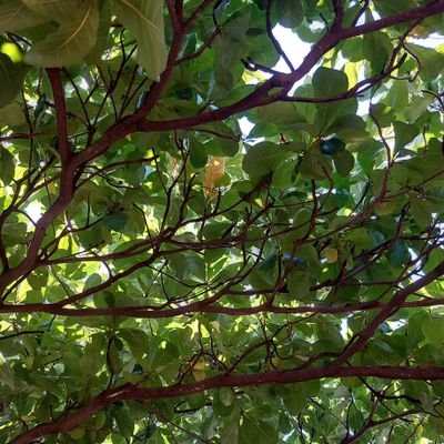 bcnpyo's profile picture. Paraguayo 🇵🇾 🔄♻️
Persona por sobre todo. 🍀