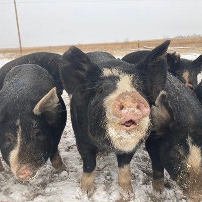 100% Registered Berkshire Pork! Pasture raised as nature intended.