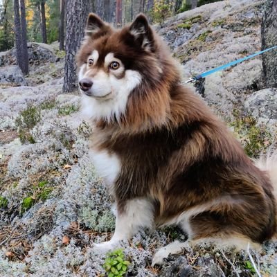 Gay Finnish Lapphund that loves snow, frost and gives different dog political commitments needed or not.
Chairman of the Board in the Family Makkonen-Tilus.