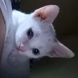 BrendonUriel's profile picture. QTP2T