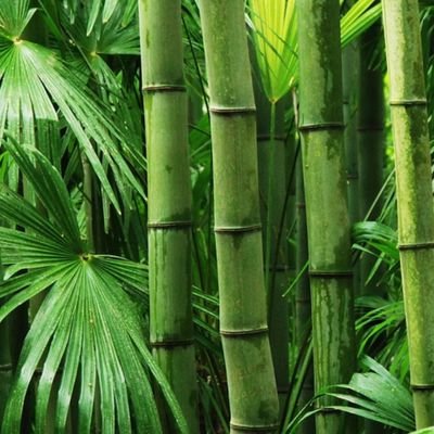 Bambo0_0's profile picture. 