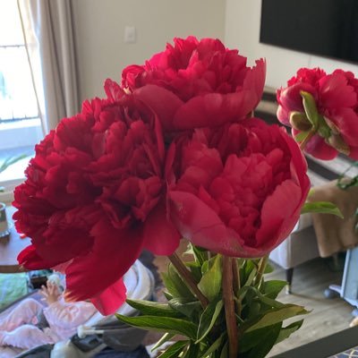 CamilaSchuckR's profile picture. ♀